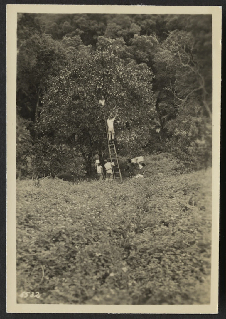 Image: Men harvesting oranges, Raoul Island