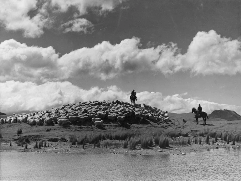 Image: Sheep mustering near Ruatoria - Photographer unidentified