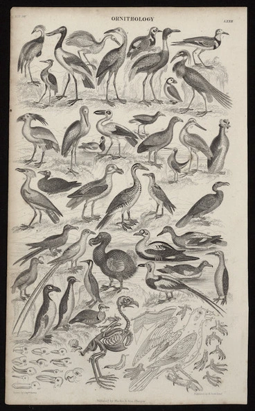 Image: Brown, Thomas (Captain), 1785-1862 :Ornithology. N.H. 20, [Plate] LXXII. Engraved by R Scott, Edin[bu]r[gh]; published by Blackie & Son, Glasgow [ca 1850]