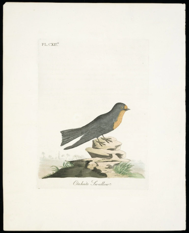 Image: Artist unknown :Otaheite swallow. Pl[ate] CXII. [Welcome swallow. ca 1800]