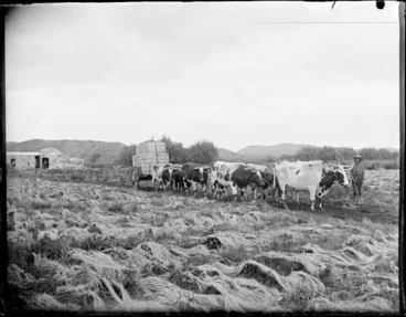 Image: Unidentified Maori man with a bullock team pulling a wagon of flax bails through a field, Whakaki Station