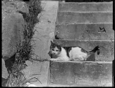 Image: Cat on steps, Royal Terrace, Kew, Dunedin