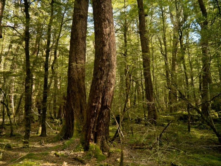 Image: Scenes of native New Zealand bush, 2012