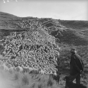 Image: Sheep mustering, Orari Gorge Station