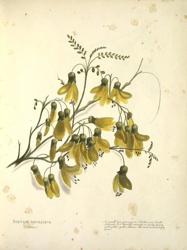 Image: Harris, Emily Cumming, 1837?-1925 :Sophora tetraptera (kowhai). A small tree growing in North and South Islands. It is thickly covered in early spring with golden yellow flowers. The wood is exceedingly hard. [1899?]