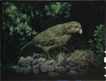 Image: Kakapo, location unidentified