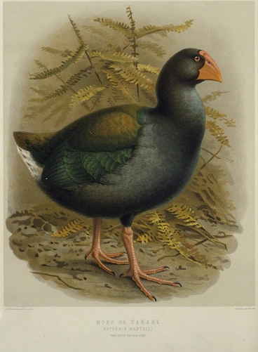 Image: Keulemans, John Gerrard, 1842-1912 :Moho or Takahe - Notornis Mantelli. / J. G. Keulemans delt. & lith. [Plate XXXII 1888].