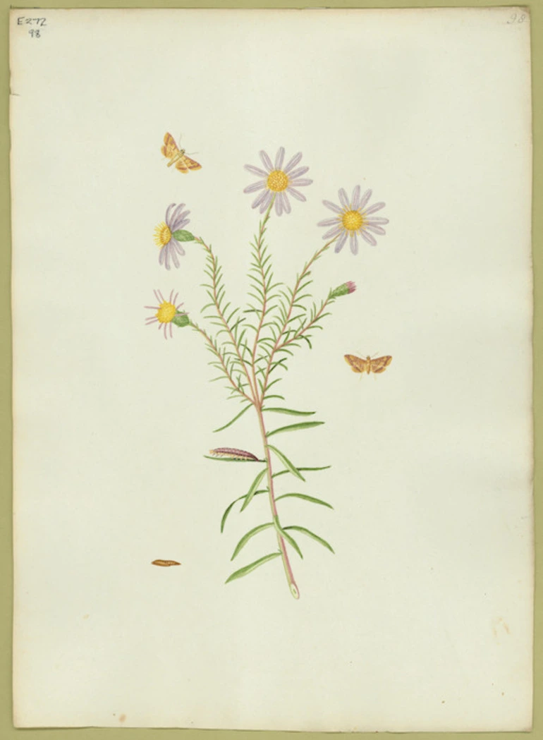 Image: Abbot, John, 1751-1840 :Clouded purple magpye. [ca 1818]