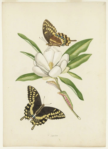 Image: Abbot, John, 1751-1840 :Large yellow spotted black swallow-tailed butterfly. [Between 1816 and 1818]