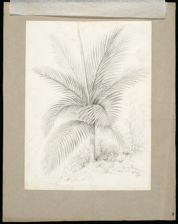 Image: [Swainson, William], 1789-1855 :Young palm, River Hutt, 16 Decr 1843