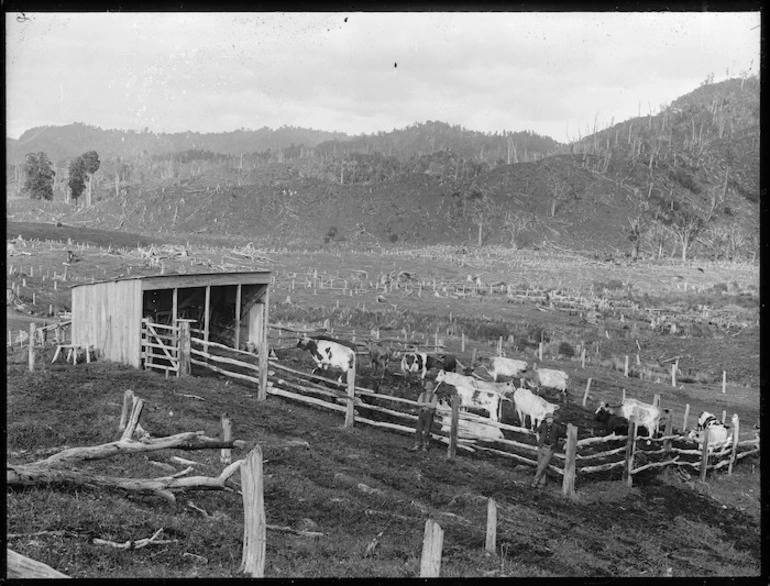 Image: Dairy cows on land which has been clear felled