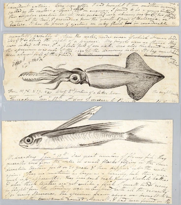 Image: Diary fragments including sketches of flying fish and squid