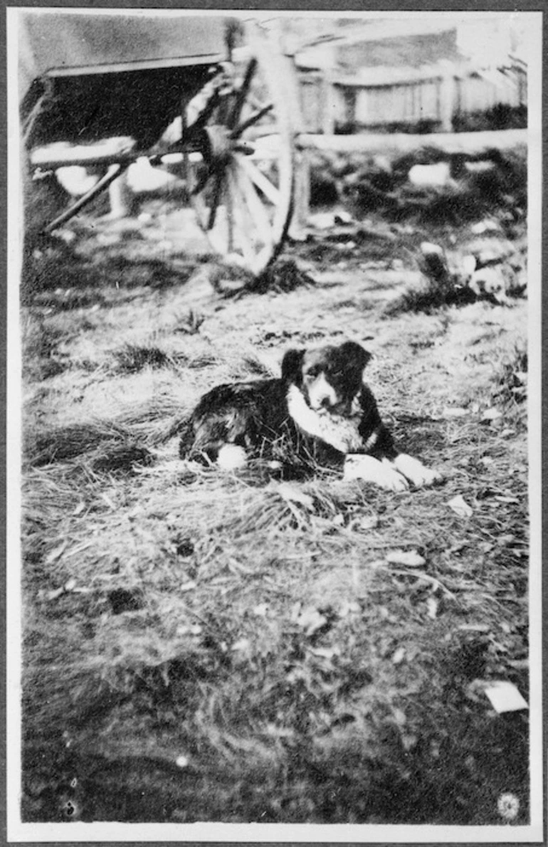 Image: Sheep dog owned by James MacKenzie