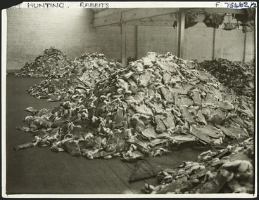 Image: Creator unknown :Photograph of rabbit pelts in store awaiting sale