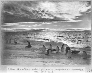 Image: Sky effect (midnight sun), penguins at ice-edge, Antarctica