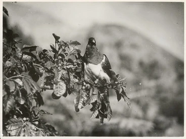 Image: New Zealand Birds