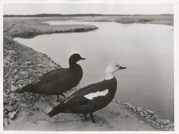 Image: Paradise Duck (Casarca variegata). Maori name, ""Putangitangi"".