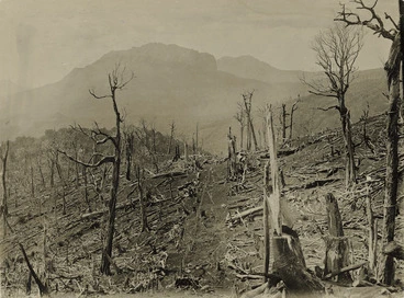 Image: Remains of a forest after a burn off, Rip Station, Tapuwaeroa Valley, Gisborne