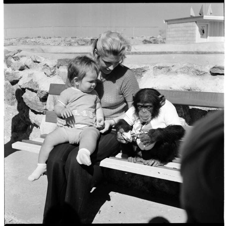 Image: Chimpanzee and its keeper, Marineland, Mount Maunganui, 1971.