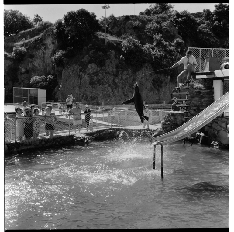 Image: Marineland, Mount Maunganui, 1971.