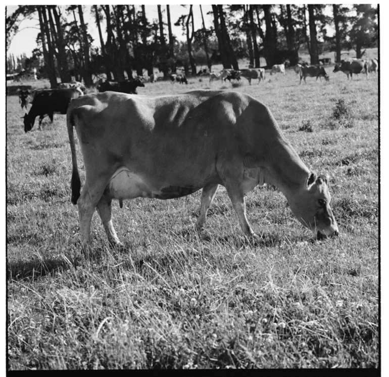 Image: Dairy cows, and, a house in an unidentified location