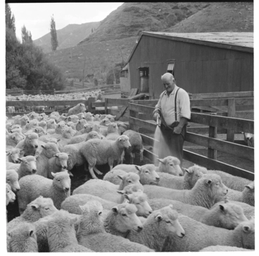Image: Sheep farming, probably in the Taranaki area