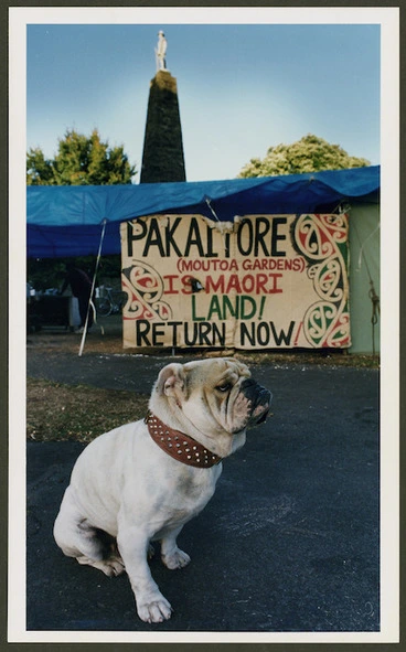 Image: A bulldog in Moutoa Gardens during the occupation - Photograph taken by Phil Reid.