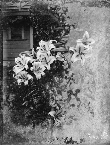 Image: Lilies