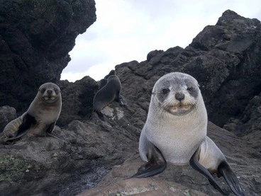 Image: Seal cubs