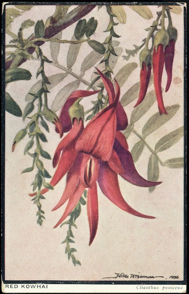Image: Postcard. Red kowhai, Clianthus puniceus / Hilda Wiseman, 1936. Auckland War Memorial Museum postcard.