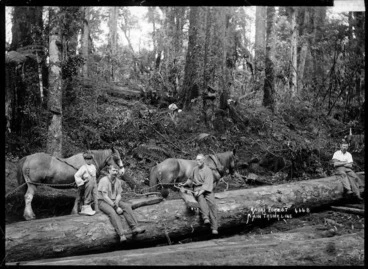 Image: Kauri forest, main trunk line, North Island