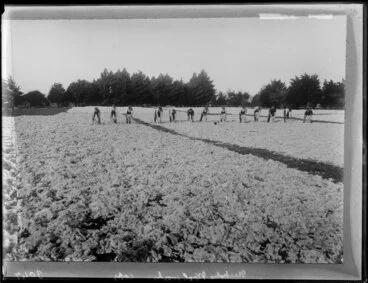 Image: Wool workers in a field, Christchurch