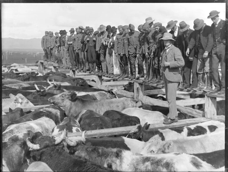 Image: Cattle auction, Christchurch