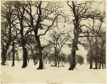 Image: Trees in snow