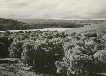 Image: Willows on the shore of Lake Tutira, Hawke's Bay - Photograph taken by John Dobree Pascoe
