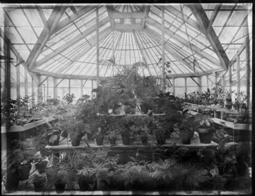 Image: Interior of the greenhouse, Christchurch Botanical Gardens, Hagley Park