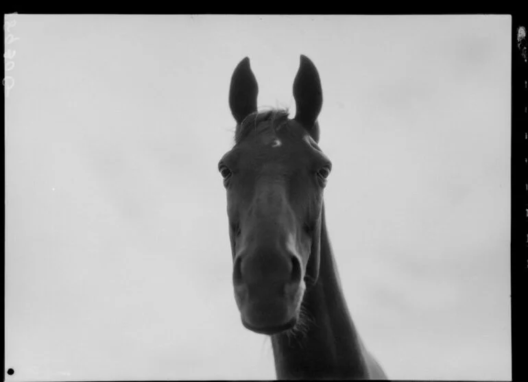 Image: Phar Lap