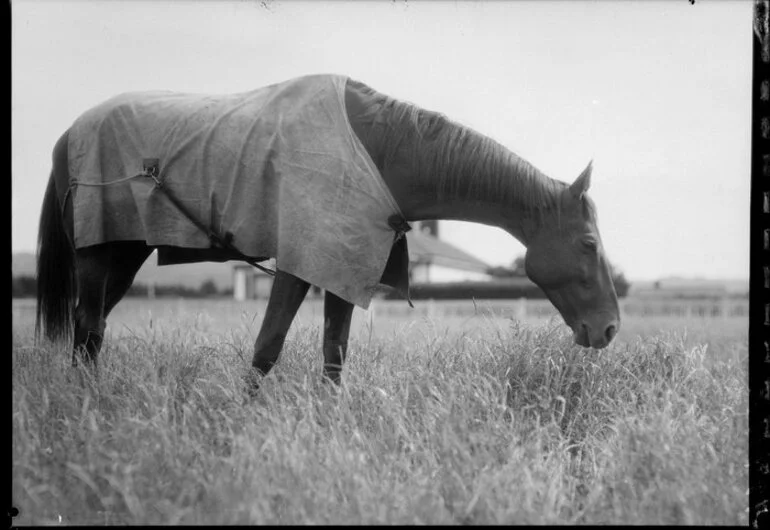 Image: Phar Lap in a rye paddock at Hugh Telford's stables, Trentham, Upper Hutt