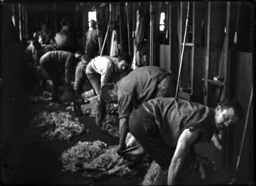 Image: Sheep shearers at work, using electric shears