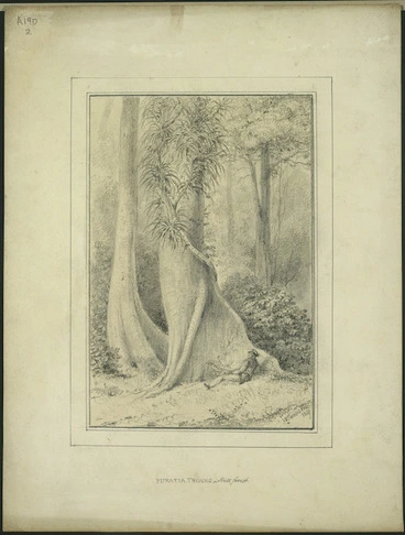 Image: Swainson, William, 1789-1855 :Pukatia trunks, Hutt forest, 1847.