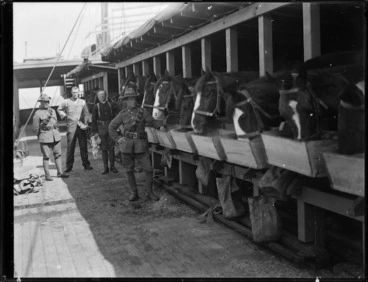 Image: Mounted Rifle troop horses in shipboard stables