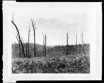 Image: View of dead trees with bush in the background