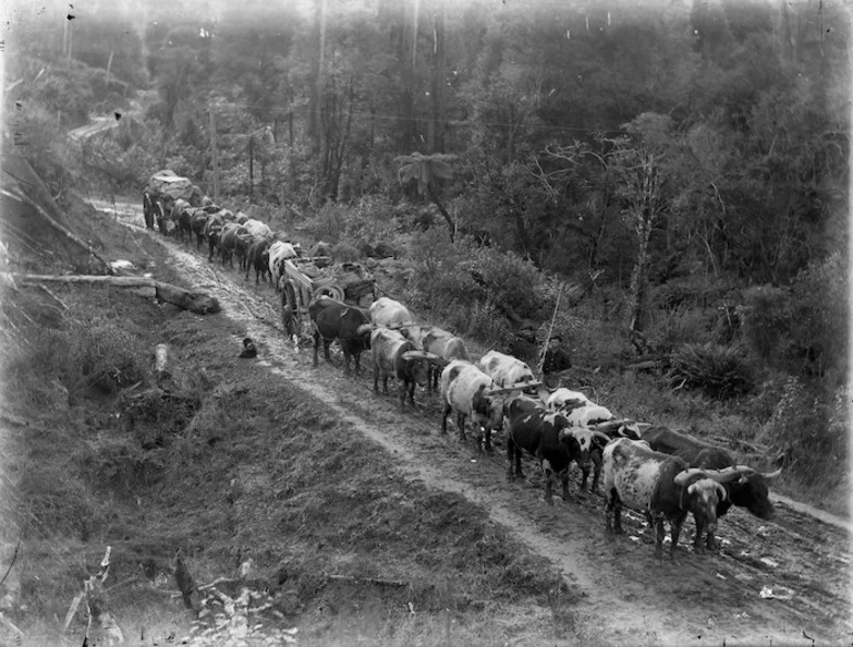 Image: Bullock Teams