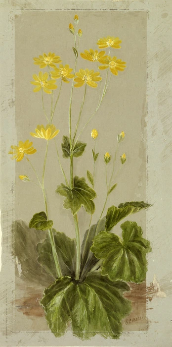 Image: Harris, Emily Cumming, 1837?-1925 :[Ranunculus insignis. 1890s?]