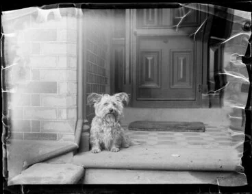 Image: Dog on porch of house, location unidentified