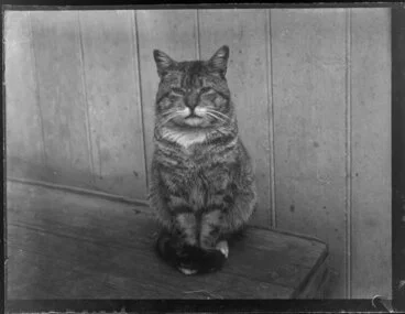 Image: Cat on wooden bench