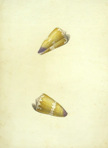 Image: Swainson, William, 1789-1855 :Conus pulchellus. [Plate 114]. [Between 1810 and 1820]