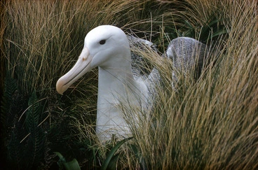 Image: Photograph of a sub mature adult Southern royal albatross (Diomedia epomophora epomophora), Campbell Island