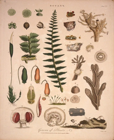 Image: Pass, John, 1783?-1832 [engraver] :Genera of plants. No. 5. Botany. Plate XV. Pass sculp. London, J. Wilkes, Septbr 10th 1799.