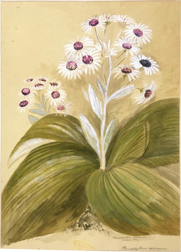Image: Harris, Emily Cumming, 1837?-1925 :Pleurophyllum speciosum (Adams Isld). [1890s]